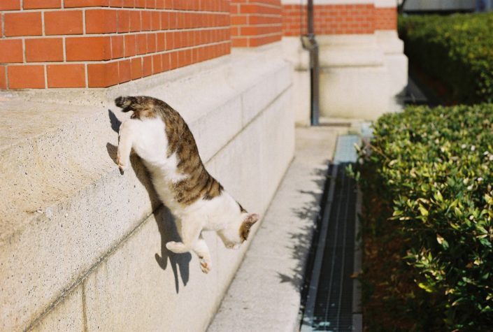 名古屋市市政資料館の猫